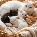 Kitty family meme
