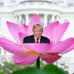 Lotus Flower