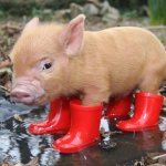 A Pig-A-Let In Its Boots