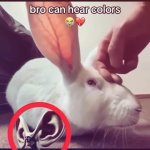 Bunny GIF Template