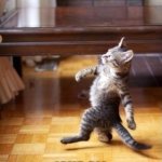 Cool Cat Stroll | How it feels when you are a cool person; (Aka ALL of you :)) | image tagged in memes,cool cat stroll | made w/ Imgflip meme maker