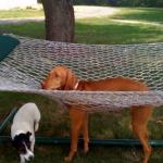  dog and hammock