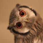 inquisitve owl