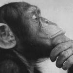 Monkey Rodin Thinker