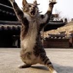 kung fu kitten meme