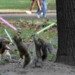 Jedi Squirrels meme