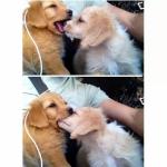 slobber kiss