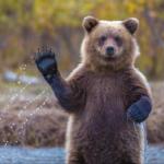 High Five-n Bear
