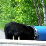 bear eating trash
