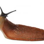 slug life