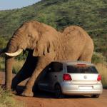 Elephant on Volkswagen