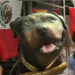 Triumph The Insult Comic Dog