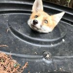Fox stuck meme