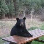 Bear at table