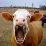 fanged_cow