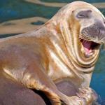 laughing seal