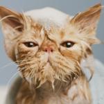 Greyjoy wet cat