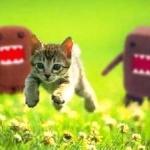 Kittens Running from Domo