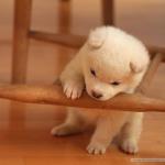 cute puppy fail