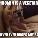 sad dog | MY HOOMIN IS A VEGETARIAN. SHE NEVER EVER DROPS ANY BACON. | image tagged in sad dog | made w/ Imgflip meme maker