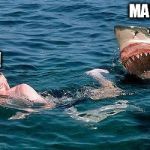 shark attack | MARCO! POLO! | image tagged in shark attack | made w/ Imgflip meme maker