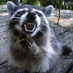 Devious Raccoon