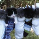 hang-in-there-kittens