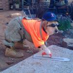Construction dog meme