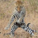 Leopard Dancing meme
