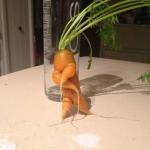 gangster carrot