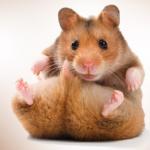 Hamster