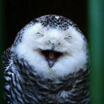 Laughing Owl meme