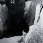 Cute Black Cat with Big Eyes