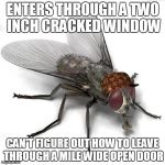 Scumbag House Fly | ENTERS THROUGH A TWO INCH CRACKED WINDOW CAN'T FIGURE OUT HOW TO LEAVE THROUGH A MILE WIDE OPEN DOOR | image tagged in scumbag house fly,scumbag,scumbag steve | made w/ Imgflip meme maker