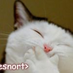 Laughing Cat | <gigglesnort> | image tagged in laughing cat | made w/ Imgflip meme maker