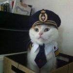 Captain Cat meme