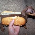 Hot Dog!! meme