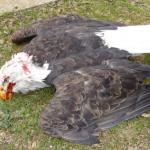 windmill killing eagles
