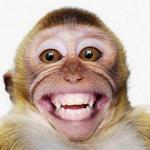 Monkey Smile meme
