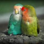 lovebirds