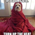 coldpuppy | I DON'T CARE IF I LOOK CUTE. TURN UP THE HEAT. IT'S COLD! | image tagged in coldpuppy | made w/ Imgflip meme maker