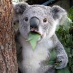 Suprised Koala meme