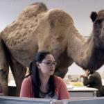 Hump Day Camel meme