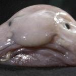 uglyfish