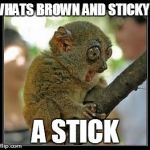 monkey with stick | WHATS BROWN AND STICKY? A STICK | image tagged in monkey with stick,lemur | made w/ Imgflip meme maker