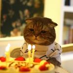 Happy birthday sad cat