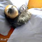 Bed Ridden Sloth