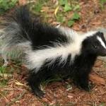 Stoner skunk