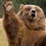 grizzly bear meme
