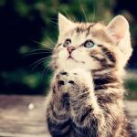 Praying Kitty meme